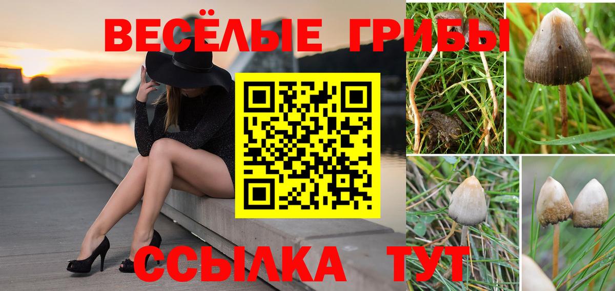 Галлюциногенные грибы Cubensis  Вход с VPN  Галлюциногенные грибы прущие грибы  Троицк 